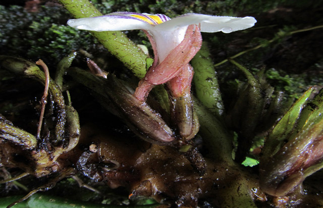 "Của[-]hiếm[-]núi[-]rừng":[-]Đẹp[-]như[-]loài[-]hoa[-]sống[-]trên[-]đá
